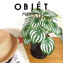 OBJET ペペロミア(サンデルシー:スイカペペ) 黒色 受皿一体式 シリンダー型 陶器鉢 1鉢 【ココファイバー・受皿】【人工観葉植物】造花 観葉植物 ペペロミア スイカペペロミア 20924-A Peperomia argyreia Objet Plants