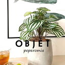 OBJET ペペロミア(サンデルシー:スイカペペ) セメント製 ドロップ型 陶器鉢 1鉢 【ココファイバー・受皿】 【人工観葉植物】造花 観葉植物 ペペロミア スイカペペロミア 20924-A Peperomia argyreia Objet Plants