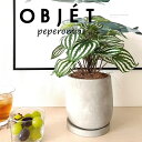 OBJET ペペロミア(サンデルシー:スイカペペ) セメント製 ドロップ型 陶器鉢 1鉢 【ココファイバー・受皿】 【人工観葉植物】造花 観葉植物 ペペロミア スイカペペロミア 20924-A Peperomia argyreia Objet Plants