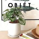 OBJET ペペロミア(サンデルシー:スイカペペ) 白色 ドロップ型 陶器鉢 1鉢 【ココファイバー・受皿】 【人工観葉植物】造花 観葉植物 ペペロミア スイカペペロミア 20924-A Peperomia argyreia Objet Plants