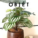 OBJET ペペロミア(サンデルシー:スイカペペ) ウッド風 ペイント 陶器鉢 1鉢 【ココファイバー・受皿】 【人工観葉植物】造花 観葉植物 ペペロミア スイカペペロミア 20924-A Peperomia argyreia Objet Plants