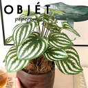 OBJET ペペロミア(サンデルシー:スイカペペ) ウッド風 ペイント 陶器鉢 1鉢 【ココファイバー・受皿】 【人工観葉植物】造花 観葉植物 ペペロミア スイカペペロミア 20924-A Peperomia argyreia Objet Plants