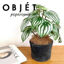 OBJET ペペロミア(サンデルシー:スイカペペ) 黒色 モスポット シリンダー型 陶器鉢 1鉢 【ココファイバー】【人工観葉植物】造花 観葉植物 ペペロミア スイカペペロミア 20924-A Peperomia argyreia Objet Plants