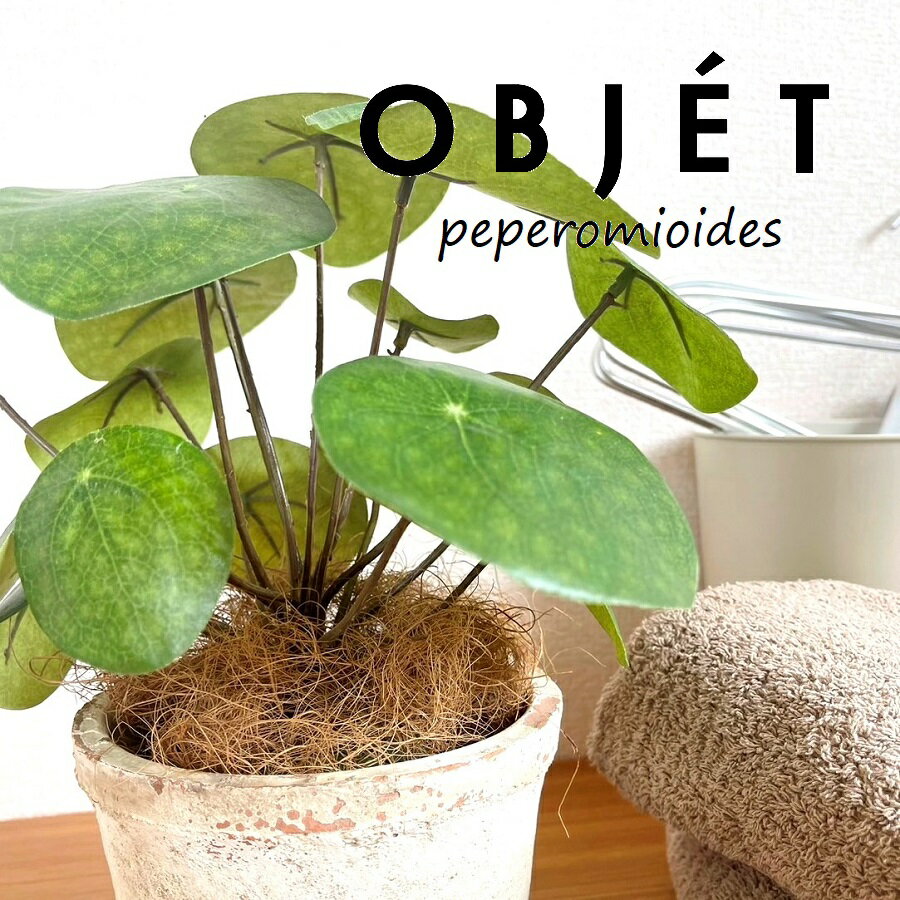 OBJET ピレア（ペペロミオイデス） 白色 モスポット シリンダー型 陶器鉢 1鉢 【ココファイバー】【人工観葉植物】造花 観葉植物 ピレアペペロミオイデス 56724-A Pilea peperomioides Objet Plants