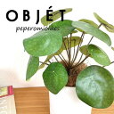 OBJET ピレア(ペペロミオイデス) 白色 受皿一体式 シリンダー型 陶器鉢 1鉢 【ココファイバー・受皿】【人工観葉植物】造花 観葉植物 ピレアペペロミオイデス 56724-A Pilea peperomioides Objet Plants