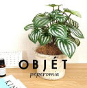 OBJET ペペロミア(サンデルシー:スイカペペ) 白色 モスポット シリンダー型 陶器鉢 1鉢 【ココファイバー】【人工観葉植物】造花 観葉植物 ペペロミア スイカペペロミア 20924-A Peperomia argyreia Objet Plants