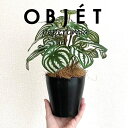 OBJET ペペロミア(サンデルシー:スイカペペ) 4号 黒色 プラスチック鉢 1鉢 【ココファイバー】【人工観葉植物】造花 観葉植物 ペペロミア スイカペペロミア 20924-A Peperomia argyreia Objet Plants