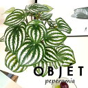 OBJET ペペロミア(サンデルシー:スイカペペ) 4号 白色 プラスチック鉢 1鉢 【ココファイバー】【人工観葉植物】造花 観葉植物 ペペロミア スイカペペロミア 20924-A Peperomia argyreia Objet Plants