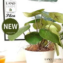 【人工観葉植物】 ピレア(ペペロミオイデス) 4号 白色 プラスチック鉢 1鉢 【ココファイバー】 ペペロミア ペペ ピレアペペロミオイデス 造花 観葉植物造花 56724-A Pilea peperomioides Objet Plants オブジェプランツ