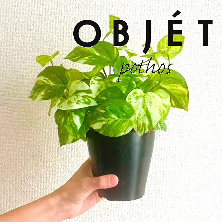 OBJET ポトス（オーレア） 4号 黒色 プラスチック鉢 1鉢 【ココファイバー】【人工観葉植物】造花 観葉植物 オウゴンカズラ 黄金葛 葛 34334-A Pothos Objet Plants