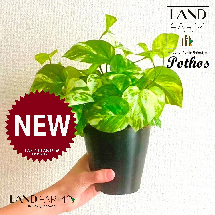 OBJET ポトス（オーレア） 4号 黒色 プラスチック鉢 1鉢 【ココファイバー】【人工観葉植物】造花 観葉植物 オウゴンカズラ 黄金葛 葛 34334-A Pothos Objet Plants