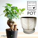 ガジュマル(幹太) 現代アート ヤシの葉模様 陶器鉢 1鉢(Lサイズ) 【飾り石・受皿】 精霊の木 多幸の木 キジムナー がじゅまる Ficus microca...