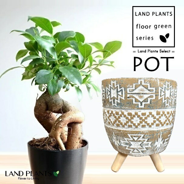 ガジュマル（幹太） 民族模様の 足つき 陶器鉢 1鉢 （Mサイズ） 【ココファイバー】 精霊の木 多幸の木 キジムナー がじゅまる Ficus microcarpa