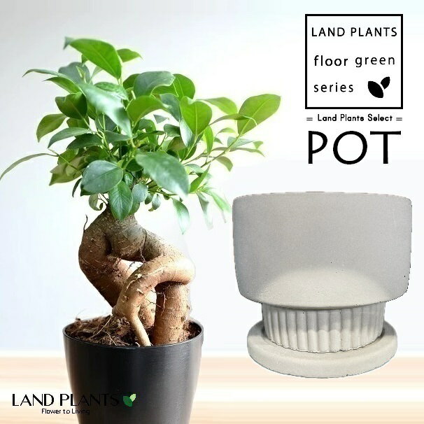 ガジュマル（幹太） 左官仕上げの 段付き 陶器鉢 1鉢 【飾り石・受皿】 精霊の木 多幸の木 キジムナー がじゅまる Ficus microcarpa