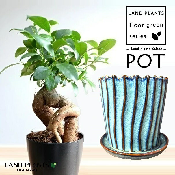 ガジュマル（幹太） 揺らぎ ストライプ 釉薬 陶器鉢 ブルー 1鉢 【飾り石・受皿】 精霊の木 多幸の木 キジムナー がじゅまる Ficus microcarpa