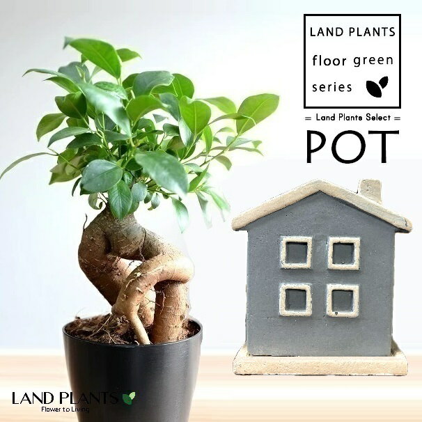 ガジュマル（幹太） ハウス型 陶器鉢 水色 1鉢 【飾り石】 精霊の木 多幸の木 キジムナー がじゅまる Ficus microcarpa