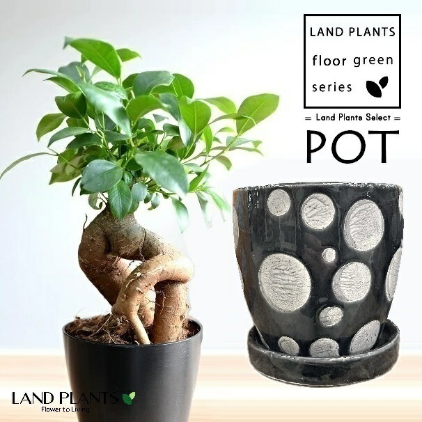 ガジュマル（幹太） ドット柄 黒色 釉薬 陶器鉢 1鉢（Sサイズ） 【飾り石・受皿】 精霊の木 多幸の木 キジムナー がじゅまる Ficus microcarpa