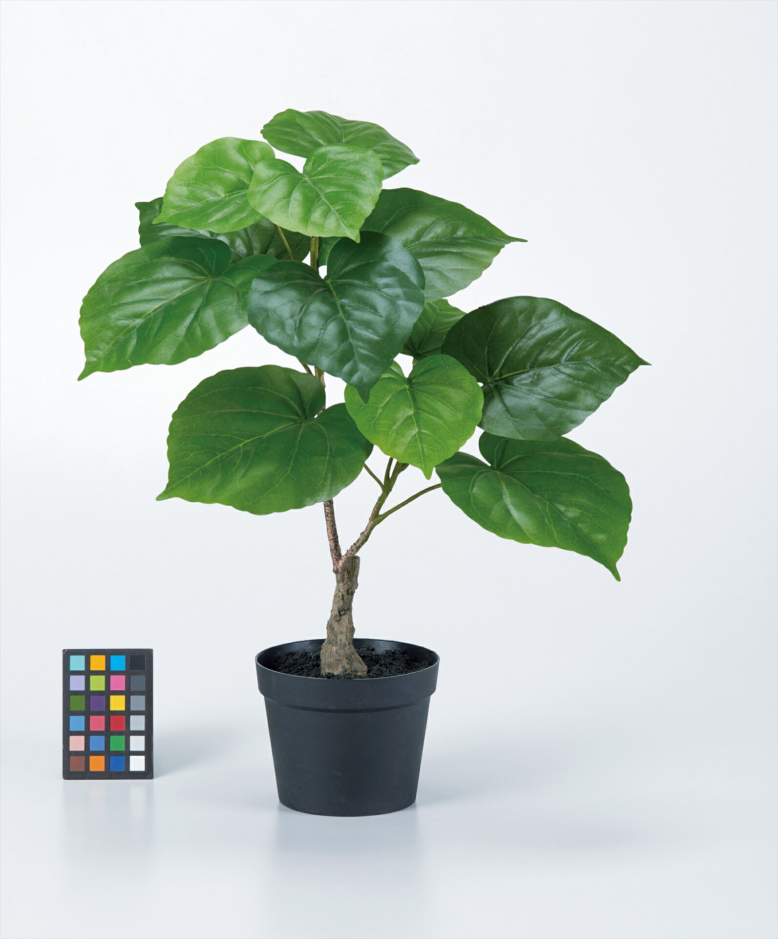 【ケース販売：C/T12】 ウンベラータ （ H40cm 12本入り） グリ-ン（ポット付 φ11cm）