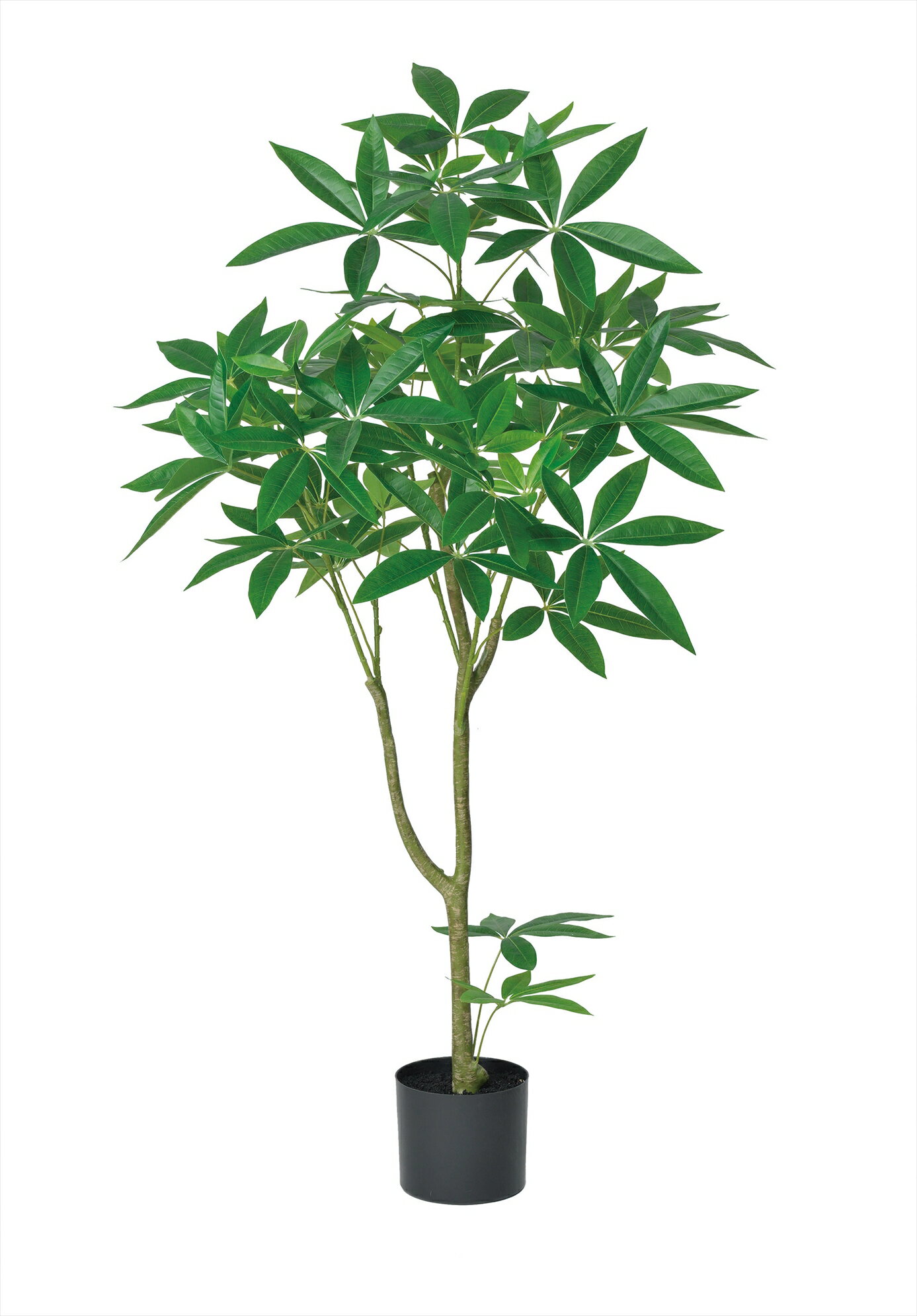 パキラ(ポット付)　グリ-ン