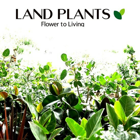 楽天市場 希少植物 パンダガジュマル ウッド風 ペイント陶器鉢 ｓサイズ ガジュマル 鉢植え 鉢 苗 苗木 観葉植物 茶色 ブラウン 木目 丸 ラウンド 送料無料 Land Plants 楽天市場店