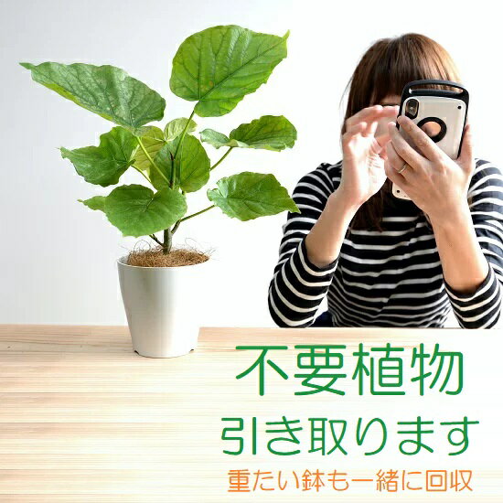 【引取り：Lサイズ】 観葉植物・植物の（引取り）送料込み 【サイズ：三辺の合計170cm以下】 ※北海道・沖縄・離島除く