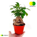 KW}iFlQj 4 vX`bNc 1 Ficus microcarpa [hvc WORLD PLANTS