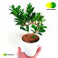 ガジュマル（くねくね大曲り） 4号 プラスチック苗 1鉢 Ficus microcarpa ワールドプランツ WORLD PLANTS
