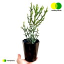 [tHrAiXemN[_j 4 F vX`bN Euphorbia stenoclada [hvc WORLD PLANTS