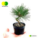 松（三河松：ひねり） 3号 ポット苗 1鉢 松 松の木 マツ クロマツ オマツ 雄松 Pinus thunbergii ワールドプランツ WORLD PLANTS