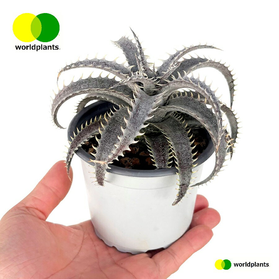 ディッキア（グランマルニエル）1鉢 3.5号 白色 プラスチック鉢 ディッキアグランマルニエ Dyckia 'Grand Marnier' ワールドプランツ WORLD PLANTS