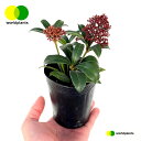 XL~Aiԉԁj1 3 vX`bNc ~}VL~ ~J Skimmia japonica [hvc WORLD PLANTS