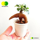 KW}i`rj 2.5 vX`bN 1 ܂  K̖ LWi[  חt  Վ  Ficus microcarpa [hvc WORLD PLANTS