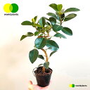 tXSitȂj 3.5 |bgc 1 S S̖ tBJX rLm[T rMm[T Ficus rubiginosa [hvc WORLD PLANTS