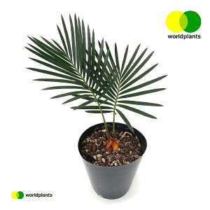 ソテツ（こども蘇鉄） 3.5号 プラスチック苗 1鉢 蘇鉄 裸子植物 ジャパニーズ・サゴ・パーム Cycas revoluta Japanese sago palm ワールドプランツ WORLD PLANTS