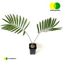 ザミア（フロリダーナ） 1鉢 2.5号 プラスチック苗 ザミアフロリダーナ フロリダ Zamia Floridana ワールドプランツ WORLD PLANTS