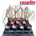 【ケース販売：11入】 梅（枝垂れ梅） 4号 ポット苗 11鉢 ウメ シダレウメ しだれ梅 Prunus mume casplte250