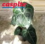 【ケース販売：5入】 アンスリウム（クラリネルビウム） 5号 プラスチック苗 5鉢 アンス アンスリューム Anthurium clarinervium casplte250