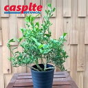 yP[X̔F5z tBJXigCAMXj 6 vX`bN 5 gCAMX S̖ S Ficus triangularis casplte250