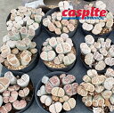 ɥե㤨֡ڥ䡧12 ȡץ 12ȭ 3.5 ץ饹å  ¿ʪ ¿ Lithops casplte250פβǤʤ40,690ߤˤʤޤ