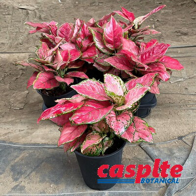  アグラオネマ（ビューティー） 5号 プラスチック鉢 6鉢 Aglaonema 'Beauty' casplte250