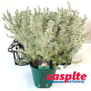 yP[X̔F6z EGXgMAij 6 5 vX`bNc I[XgA[Y}[ Westringia Coastal rosemary,Australian rosemary casplte250