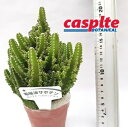 yP[X̔F15z T{eiZEXj 2.5 |bgc 15 Cereus casplte250