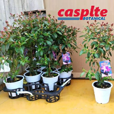 【ケース販売:8入】 ノボタン(野牡丹:ピンクコートダジュール)60cm 8鉢 4.5号 ポット苗 ノボタンコートダジュール ピンクの花 ピンク Melasto...