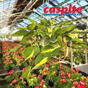 【ケース販売：8入】 フィロデンドロン（ブラジル） 3.5号 プラスチック製 吊り鉢 8鉢Philodendron Brazil casplte250