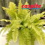 【ケース販売：6入】 ネフロレピス（ブロンド） 6号 プラスチック鉢 6鉢 Nephrolepis blond casplte250