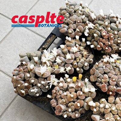 ɥե㤨֡ڥ䡧8 ȡץ 8ȭ 3.5 ץ饹å  ¿ʪ ¿ Lithops casplte250פβǤʤ40,357ߤˤʤޤ