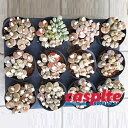 yP[X̔F12z g[vX 3.5 vX`bNc 12 CVRMN A  Lithops casplte250