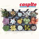 yP[X̔F15z AiStandard Collectionj 3.5 |bgc 15 succulent casplte250