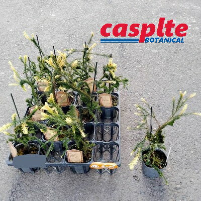 【ケース販売：10入】 石化杉 白寿（クリプトメリア） 3寸 ポット苗 10鉢 石化杉白寿 Cryptomeria casplte250