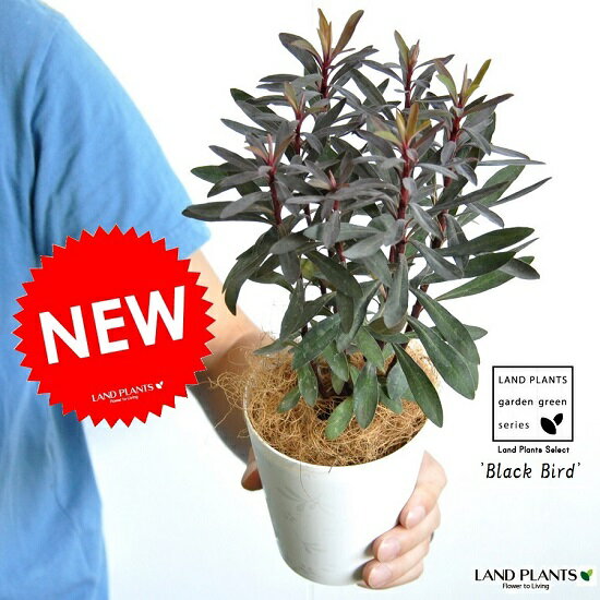 楽天市場 お試しサイズ New ユーフォルビア ブラックバード ４号サイズ ユーホルビア トウダイグサ Euphorbia Martinii Black Bird 鉢植え 寄せ植え バルコニスト カラーリーフ ポイント消化 観葉植物 ガーデニング 苗 苗木 鉢 ランドプランツ